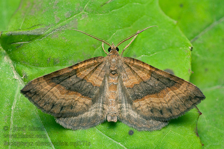 Piadivka stoklasová Phalène ansérine Scotopteryx chenopodiata