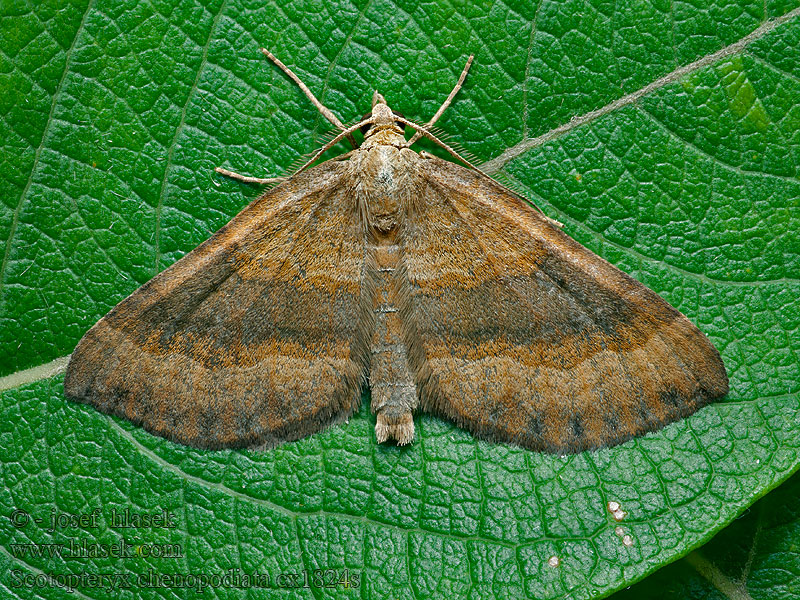 Paśnik komosiak Bruinbandspanner Scotopteryx chenopodiata