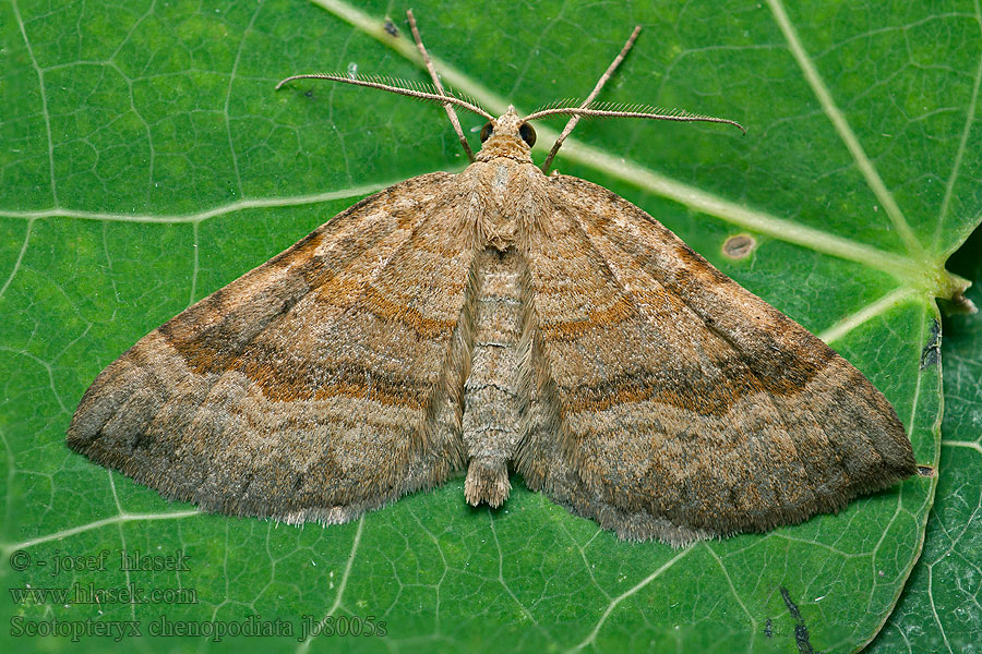 Scotopteryx chenopodiata