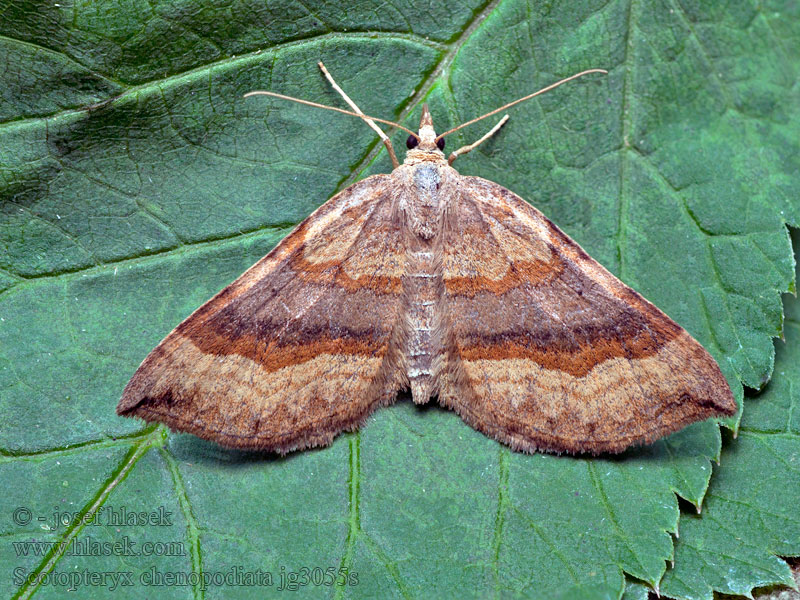 Vlnočárník sveřepový Scotopteryx chenopodiata