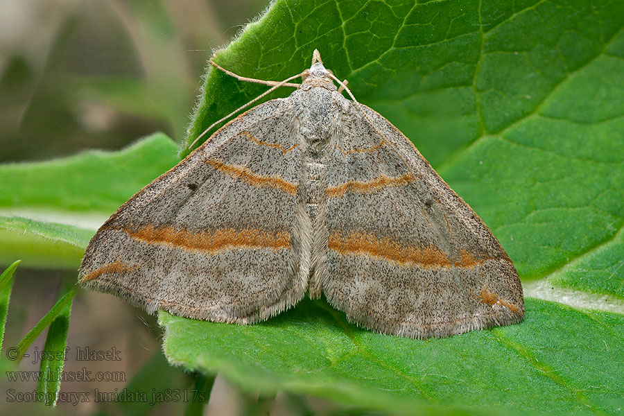 Scotopteryx luridata Braungrauer Wellenstriemenspanne July Belle