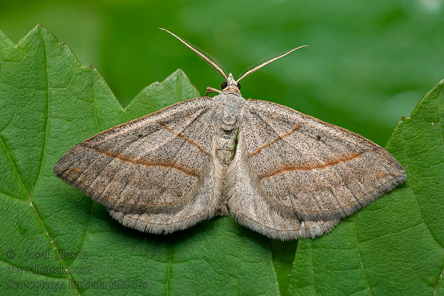 Scotopteryx luridata Piadivka olovenošedá Ortholite plombée