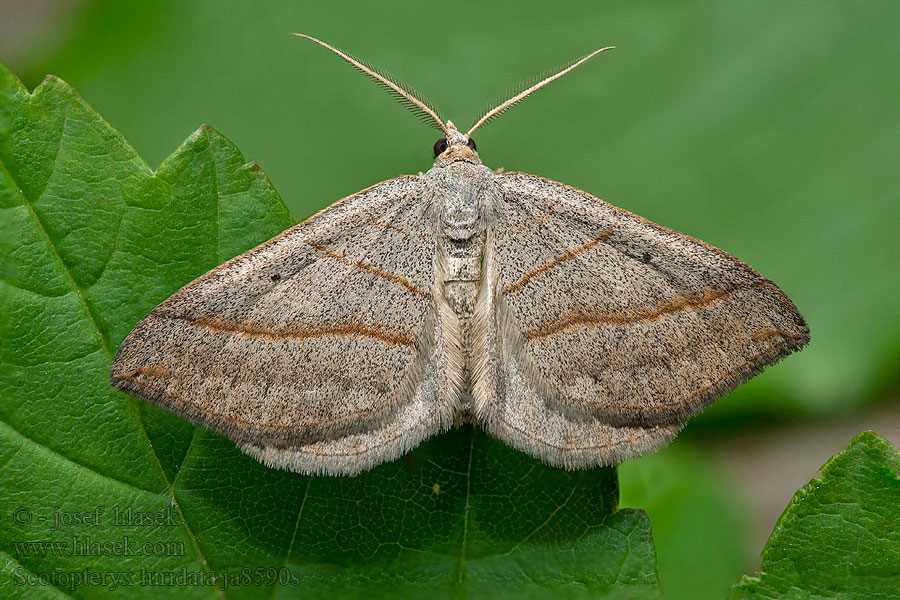 Scotopteryx luridata Pomiernik siniec Late bremspanner Sen ginstbackmätare