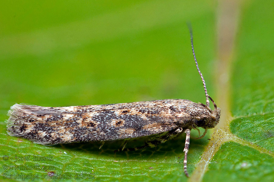 Scrobipalpa ocellatella Rübenmotte Beet Moth Psota repová