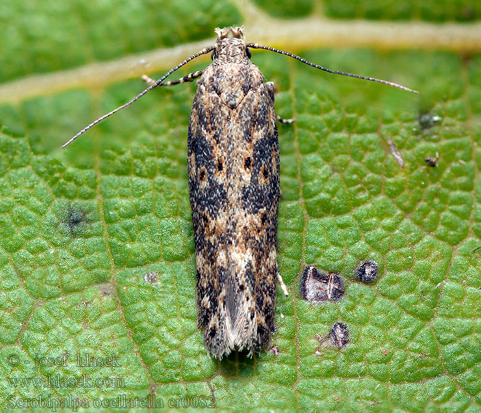 Scrobipalpa ocellatella Teigne betterave Skośnik buraczak