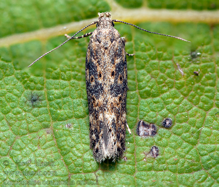 Scrobipalpa ocellatella Teigne betterave Skośnik buraczak