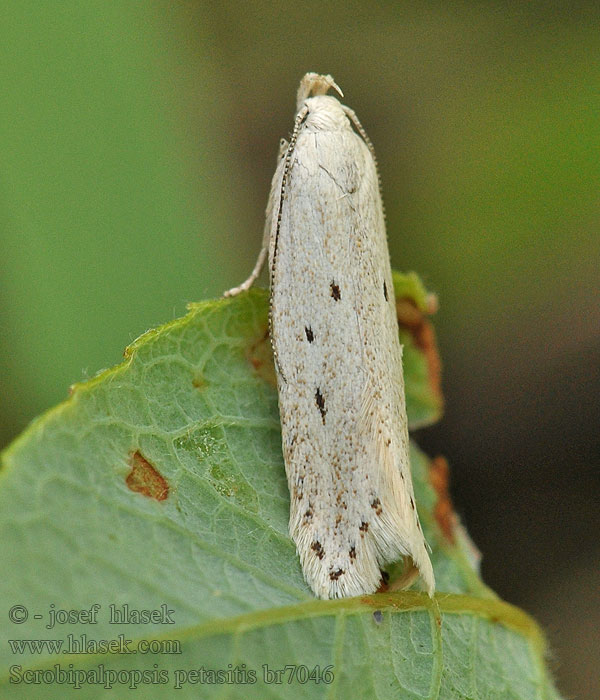 Scrobipalpopsis petasitis