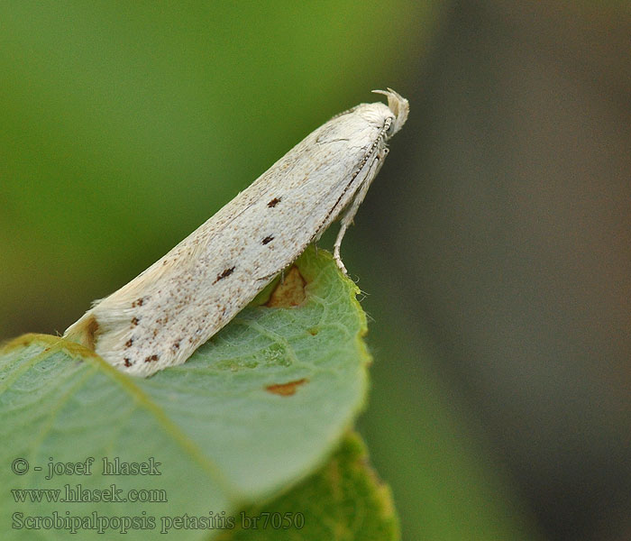 Scrobipalpopsis petasitis