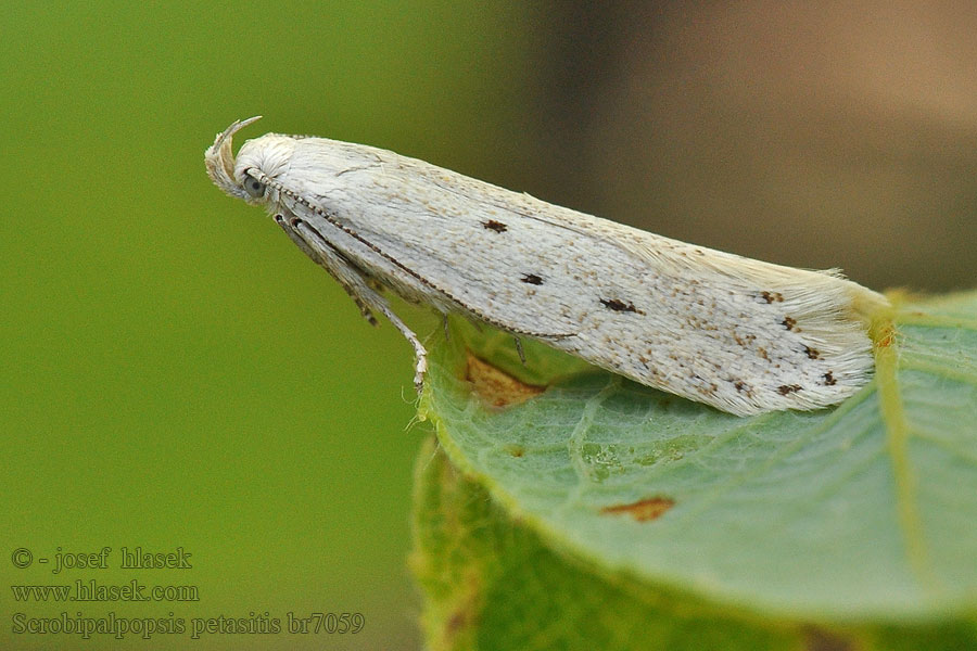 Scrobipalpopsis petasitis