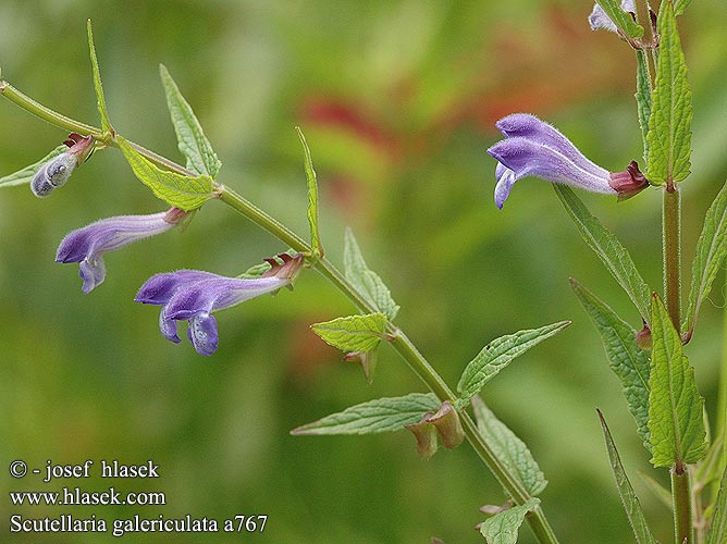 Scutellaria galericulata Šišák vroubkovaný Gemeines Helmkraut Skullcap