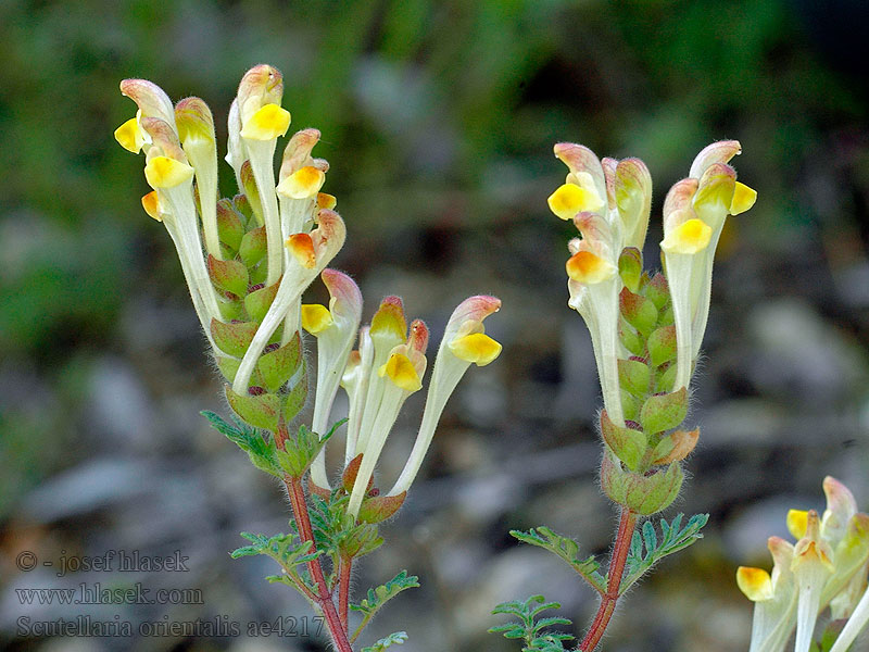 Scutellaria orientalis Šišák východní