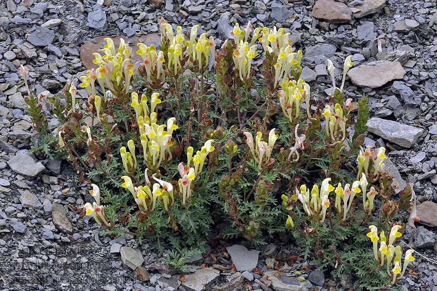 Scutellaria orientalis Gelbblühendes Helmkraut