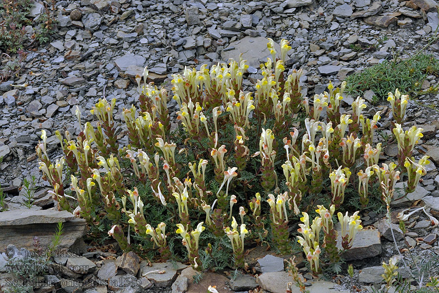 Scutellaria orientalis Шлемник восточный