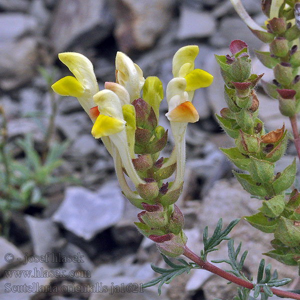 Gelbblühendes Helmkraut Scutellaria orientalis