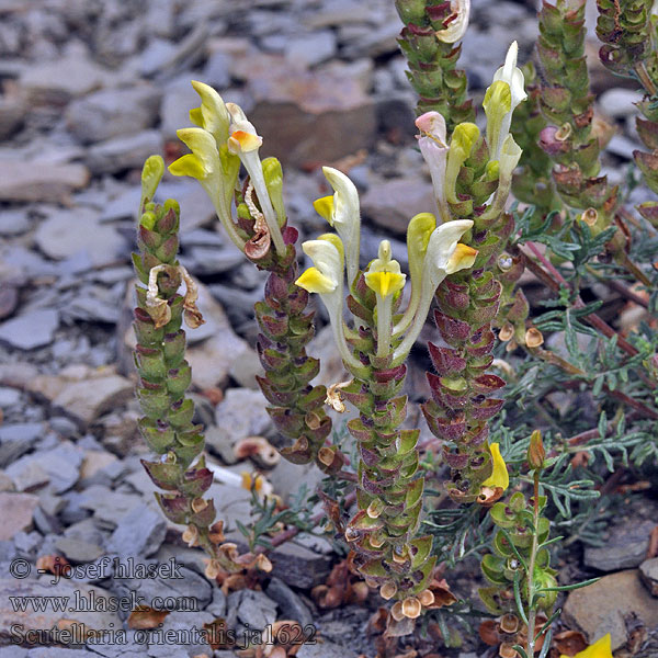 Шлемник восточный Scutellaria orientalis