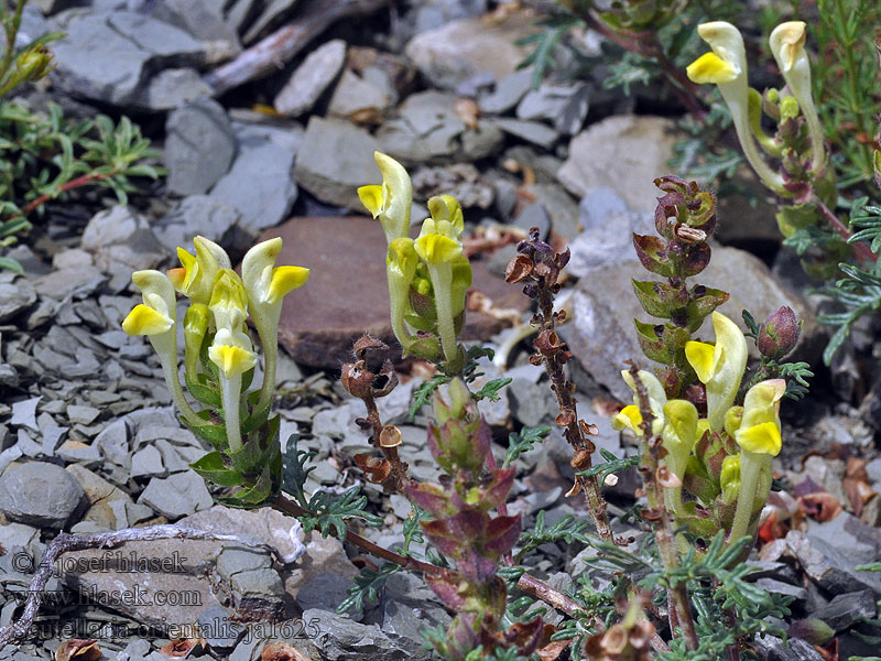 Scutellaria orientalis