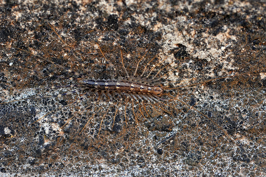 Scutigera coleoptrata Strašník dalmatský Spinnenläufer Обыкновенная мухоловка