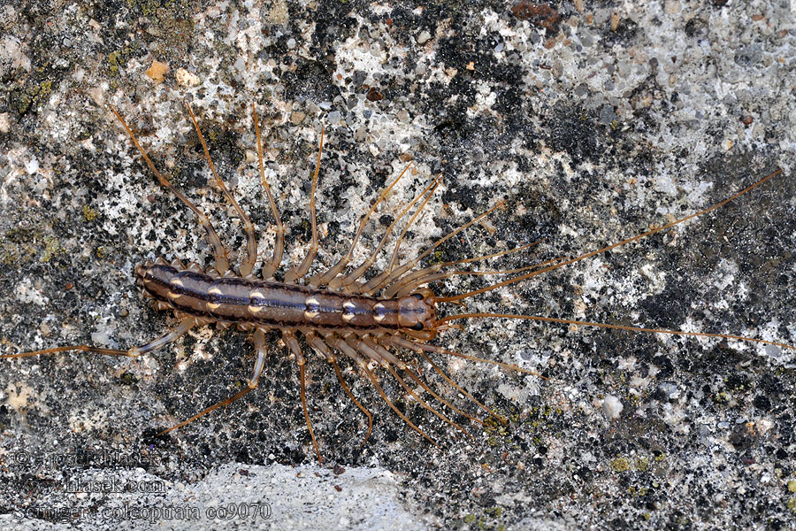  Spinduizendpoot House centipede Légyölő pókszázlábú 蚰蜒