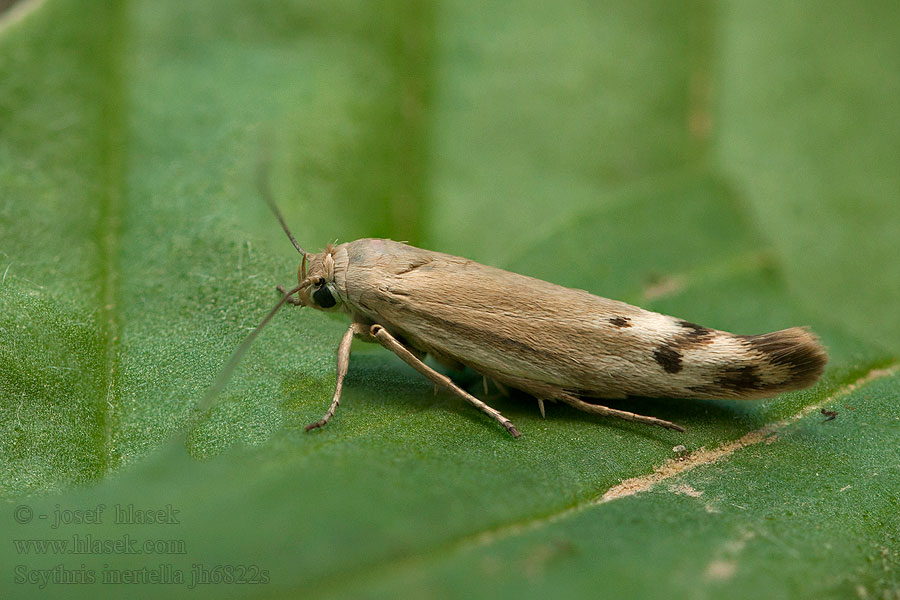 Scythris inertella