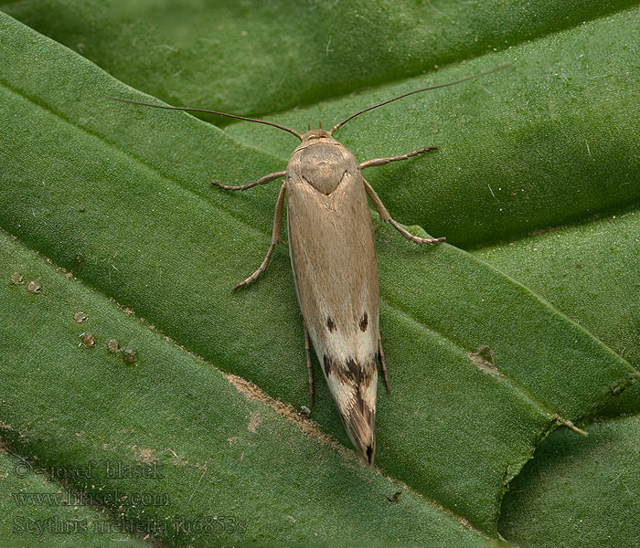 Scythris inertella