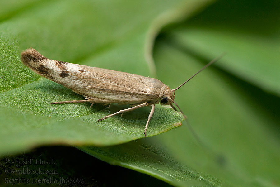 Scythris inertella