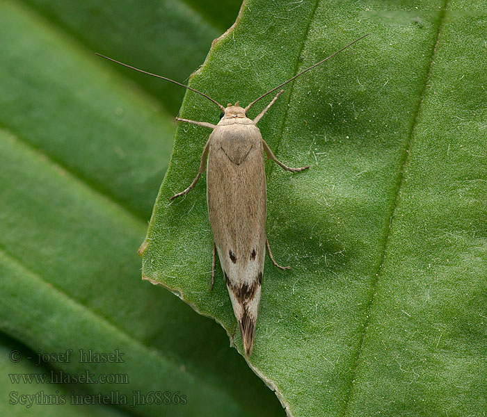 Scythris inertella