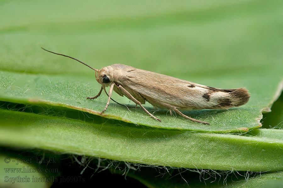 Scythris inertella