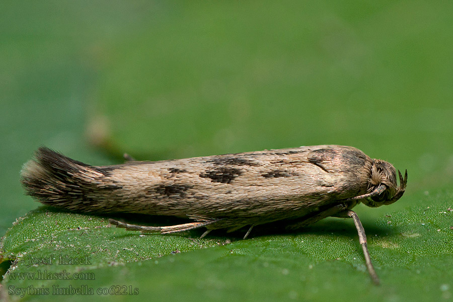 Scythris limbella Tmavomôľka lobodová