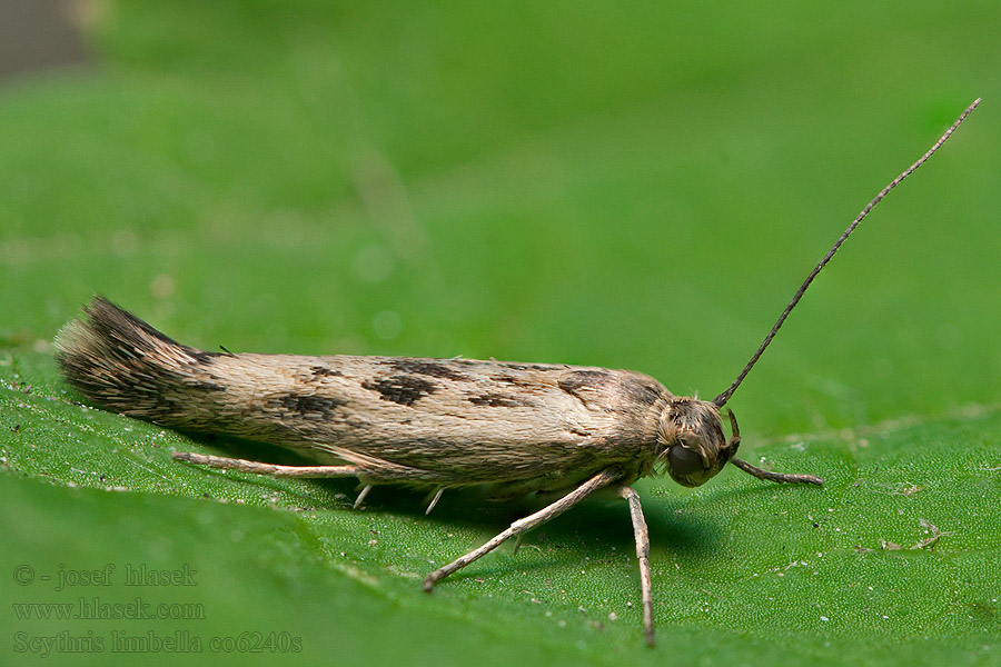 Scythris limbella Мрачная моль бахромчатая