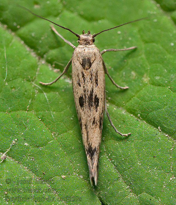 Scythris limbella Lichte dikkopmot Mållkorthuvudmal