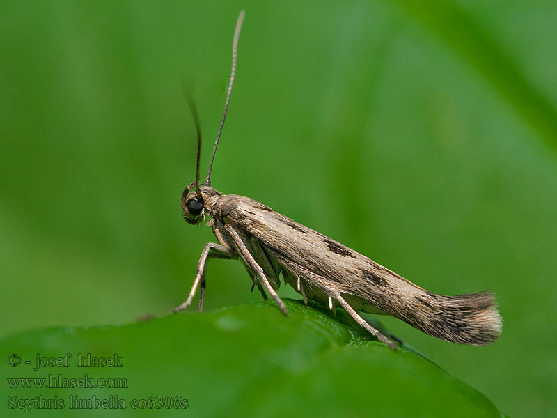 Scythris limbella