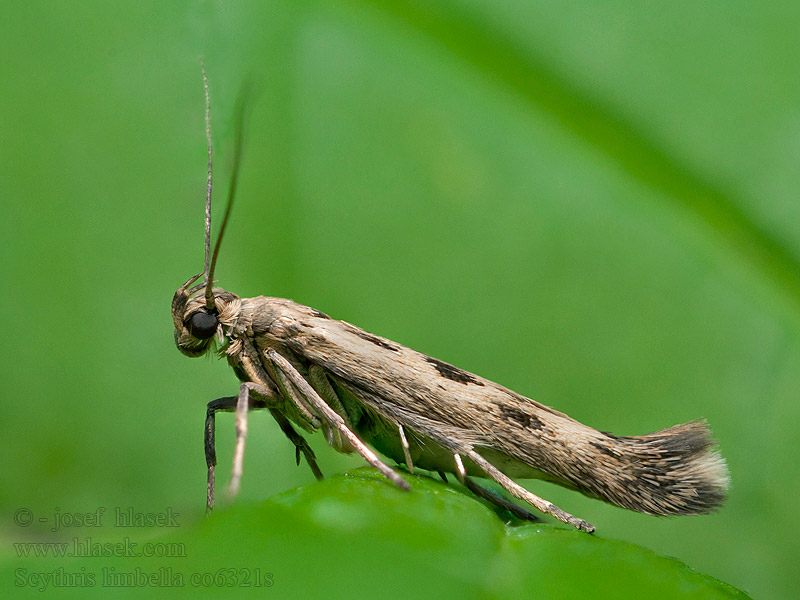 Tmavomôľka lobodová Scythris limbella