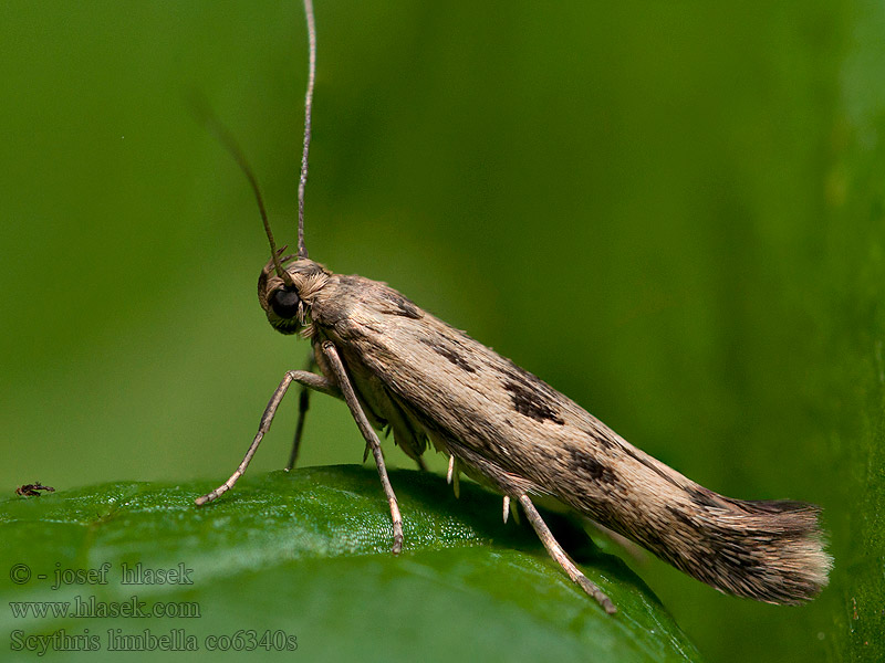 Мрачная моль бахромчатая Scythris limbella