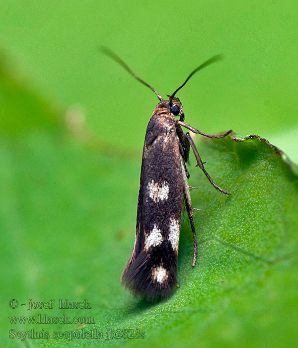 Scythris scopolella