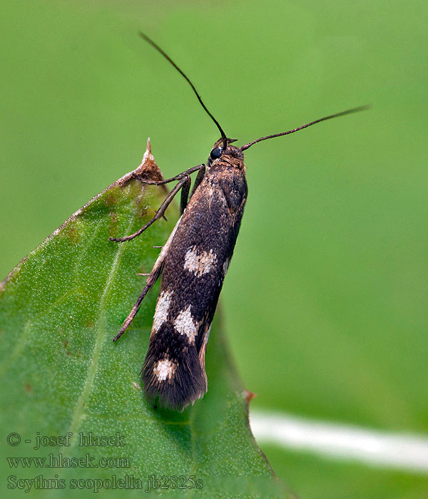 Scythris scopolella