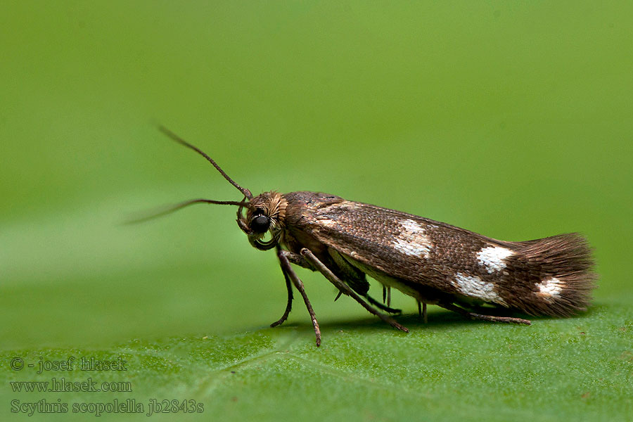 Scythris scopolella