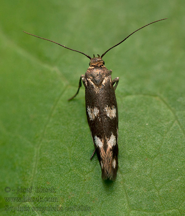 Scythris scopolella