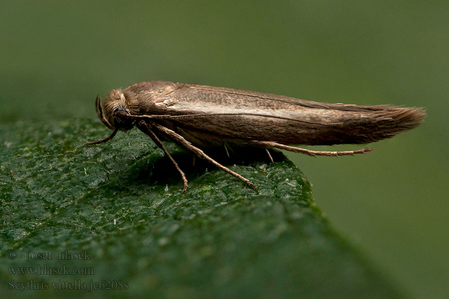 Scythris vittella Tmavomôľka pruhovaná