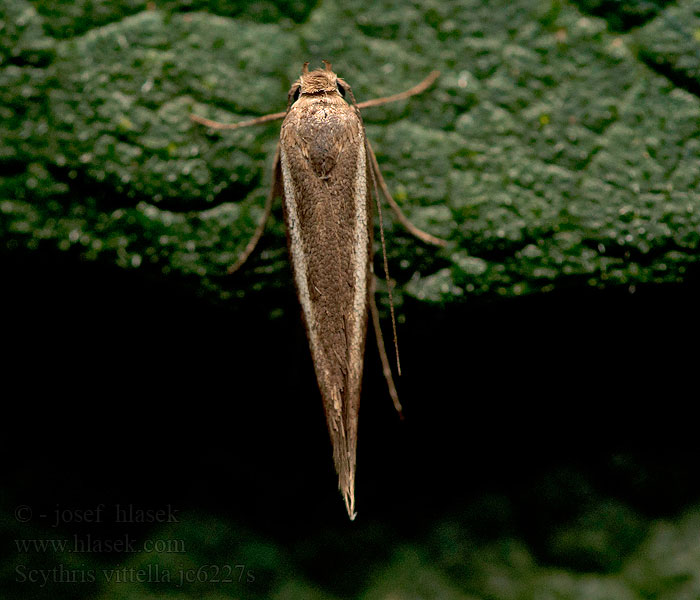 Scythris vittella