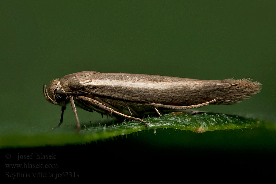 Scythris vittella