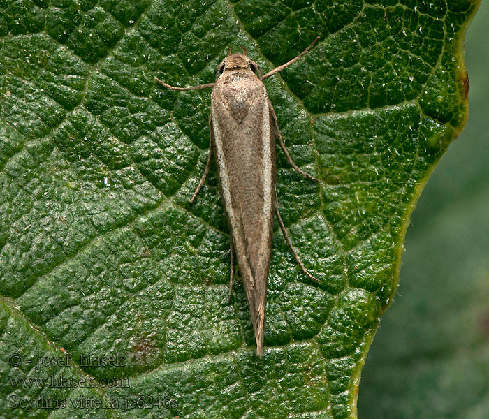 Scythris vittella