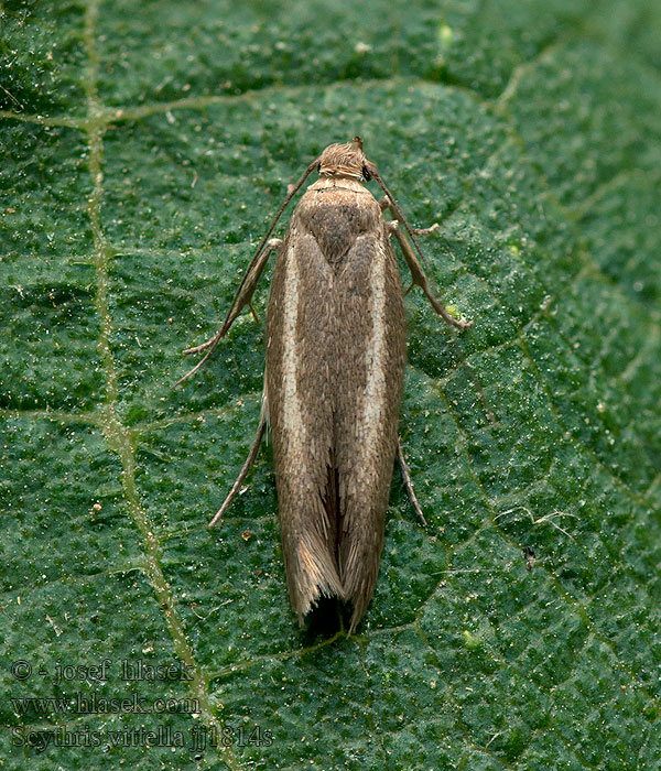 Scythris vittella Tmavomôľka pruhovaná