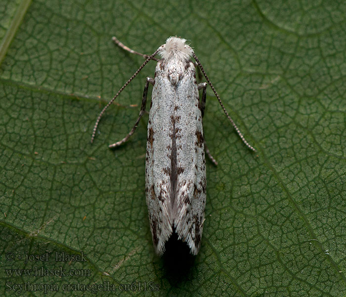 Scythropia crataegella Priadzovec trnkový Doornspinnertje