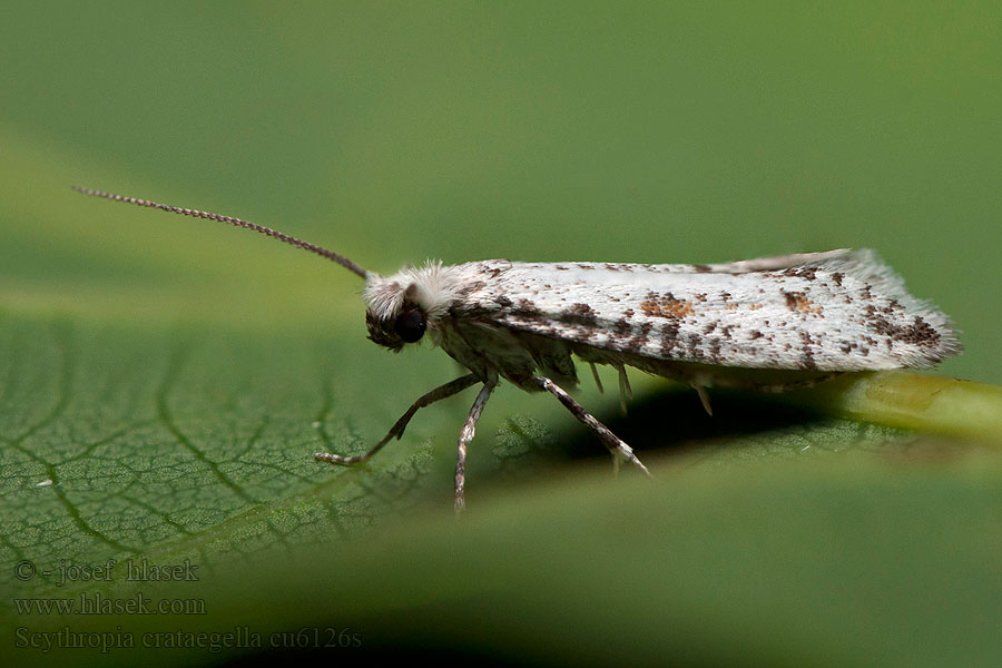 Scythropia crataegella Hagtornspinnmal Tjørnespindemøl