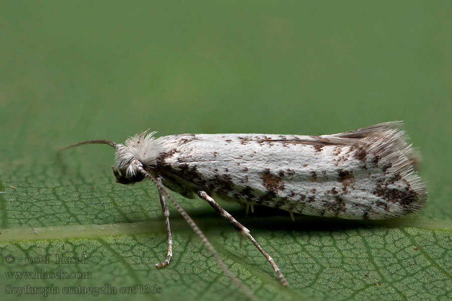 Scythropia crataegella Zápředníček trnkový Priadzovec trnkový