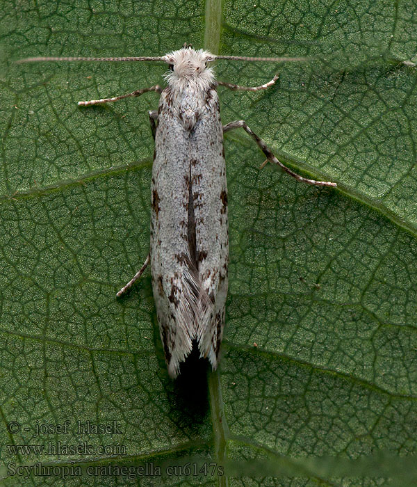 Zápředníček trnkový Scythropia crataegella