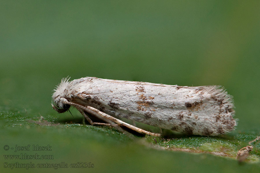 Hawthorn Moth Scythropia crataegella