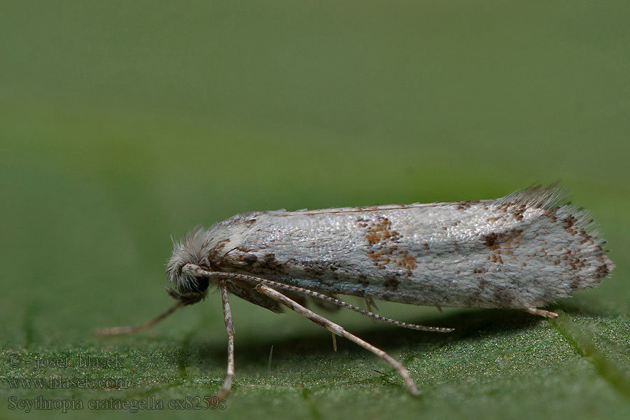 Doornspinnertje Scythropia crataegella