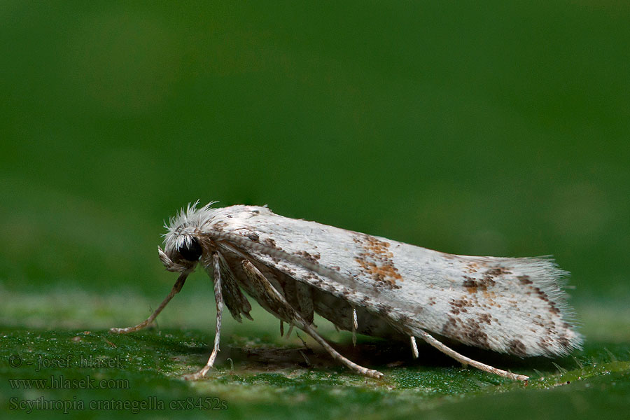 Hagtornspinnmal Scythropia crataegella