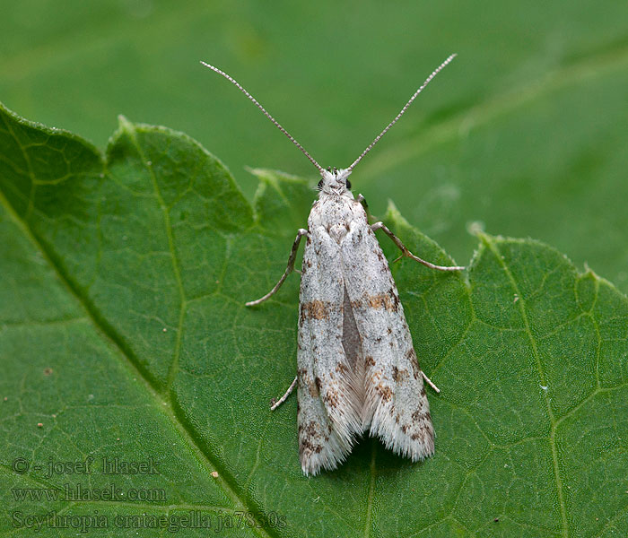 Scythropia crataegella